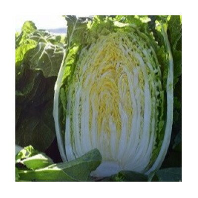 【ふるさと納税】【2026年9月発送分】【一玉一玉が大きい!シャキシャキ新鮮】御嶽はくさい 2玉【配送不可地域：離島】【1725776】