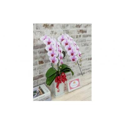 ふるさと納税 山口市 【農林水産大臣賞受賞品種】スタイリッシュな『乙姫(おとひめ)』*角鉢*2本立 D368 |  | 03