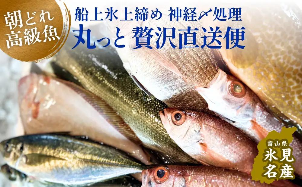 氷見港朝獲れ 高級魚！丸っと贅沢直送便！ 船上氷上締め 鮮魚ボックス | 高級魚 鮮魚ボックス