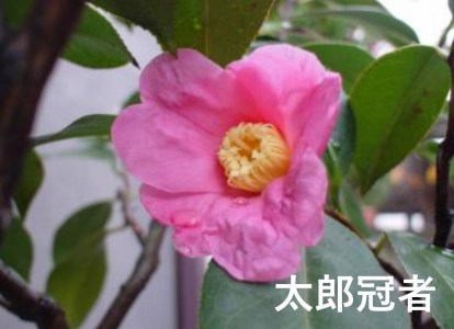 【2026年11月以降お届け】久留米の特産花卉 椿の苗木3種3本セット（椿2年生苗/高さ30cm前後）_苗木 椿 3種 セット 久留米の特産花卉 最小白花 正義 太郎冠者 産地直送 秋～春 開花 一重
