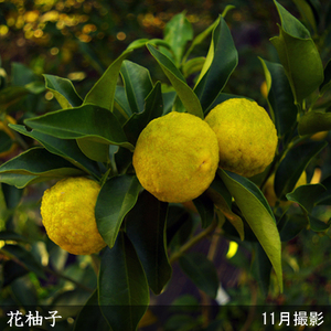 訳あり＜すだ農園＞3年生 苗木 ◇柑橘類 花柚子(ハナユ・花ユズ) [果樹鉢苗 2023年] ※北海道・沖縄・離島への配送不可