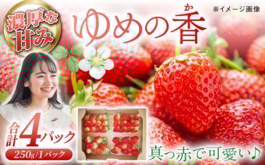 【2025年11月配送】 長崎県産 いちご ゆめの香 約1kg（250g×4パック）長崎県/わたる農園 [42AABB001] くだもの 果物 フルーツ いちご イチゴ 苺 ゆめの香 ゆめのか 1キロ 1kg 長崎 長崎県 お取り寄せ おすすめ 農家 産地 直送