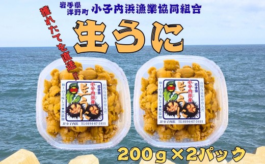 「種市産」天然生うに200g×2パック ミョウバン不使用 無添加 北三陸 増殖溝 雲丹 産地直送
