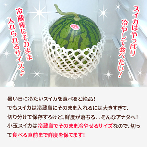 【7月以降発送 】 スイカ 王国 熊本 ！ 小玉 すいか 1玉 熊本県産 果物  西瓜 フルーツ | フルーツ 果物 くだもの すいか スイカ 熊本県 玉名市