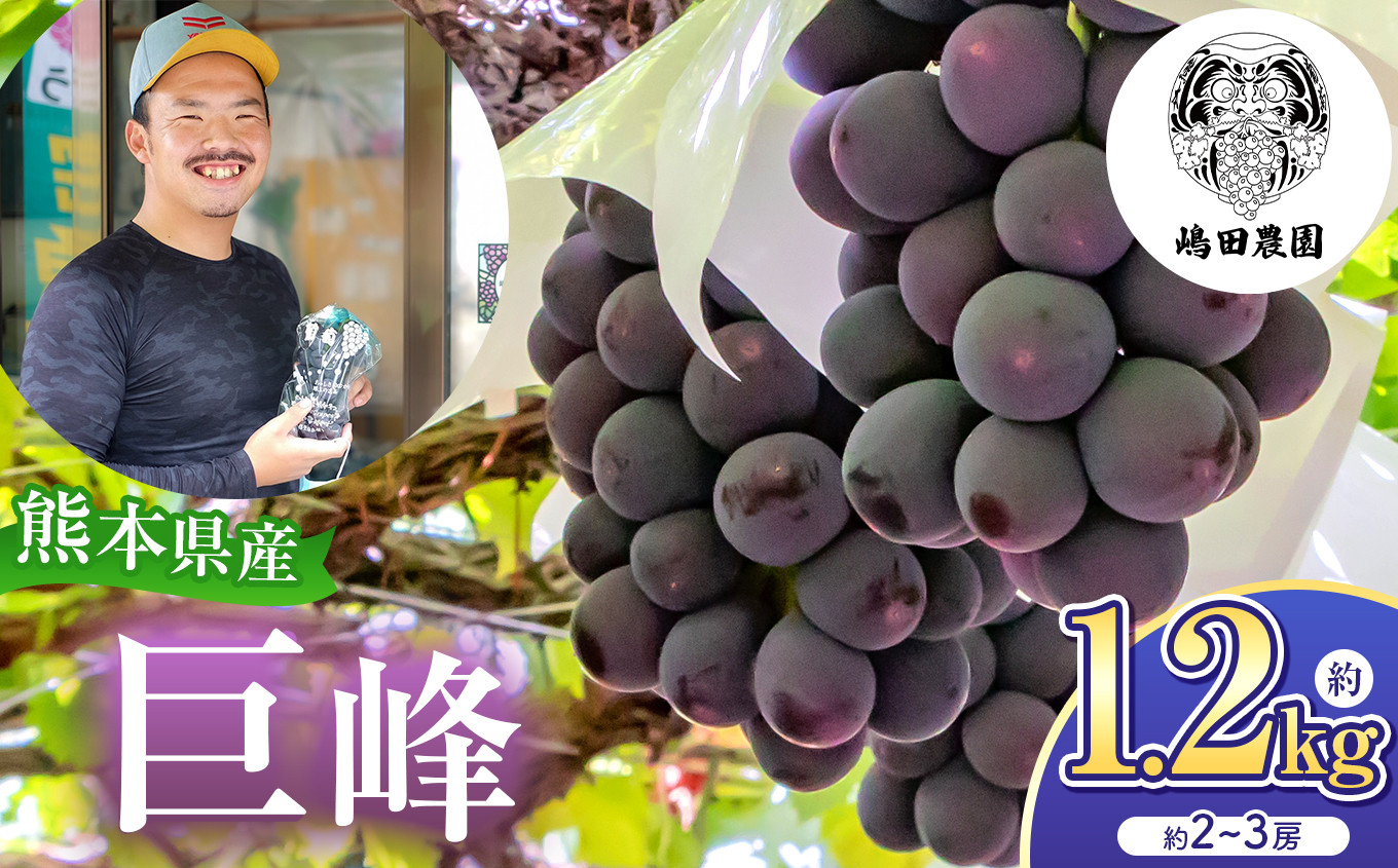 
            【 先行予約 】 巨峰 ぶどう 約1.2kg 熊本県和水町産 | 熊本県 熊本 和水町 くまもと なごみまち なごみ ぶどう ブドウ 葡萄 巨峰 種あり 果物 季節限定 フルーツ 季節の果物 朝摘み 直送
          