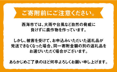 【☆先行予約☆】【限定30箱】西海１号（温州 みかん ）約 5kg （秀品/Sサイズ）＜西海柑橘農業協同組合＞ [CCF006]