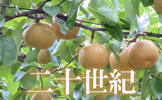 
            No.1727梨　なし　二十世紀　約3kg【2025年発送　先行予約】
          