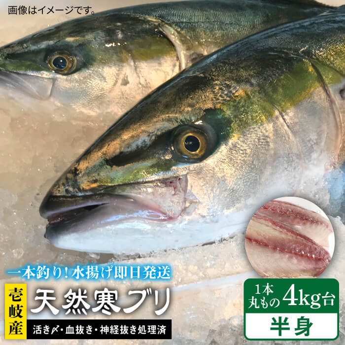 【ふるさと納税】【1 16〜3月末お届け】壱岐島産天然寒ブリ（一本丸ものサイズ4キロ台の半身ブロック） 《壱岐市》【壱岐島　玄海屋】[JBS006] ぶり 寒ぶり ブリ 魚 刺身 しゃぶしゃぶ 37000 37000円 のし プレゼント ギフト 冷蔵配送