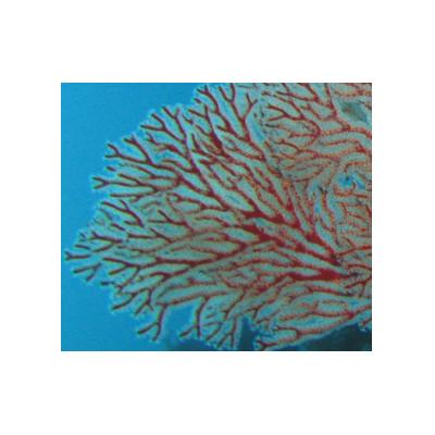 ふるさと納税 和泉市 珊瑚のイヤリング(8ミリ玉) |  | 03