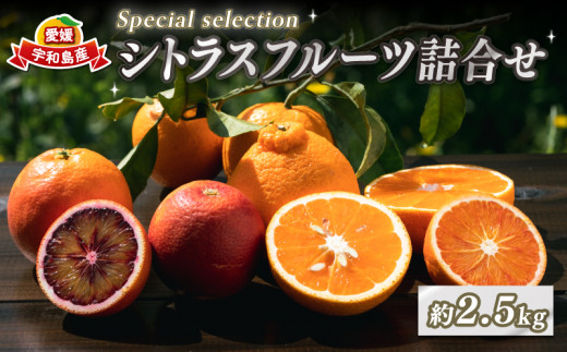 柑橘 詰合せ 2.5kg Special selection シトラスフルーツ コルレオファーム ブラッドオレンジ モロ タロッコ せとか 不知火 ( デコポン と同品種) 清見 ぽんかん はるか 5品種 果物 フルーツ みかん 農家直送 産地直送 数量限定 国産 愛媛 宇和島 B012-145007