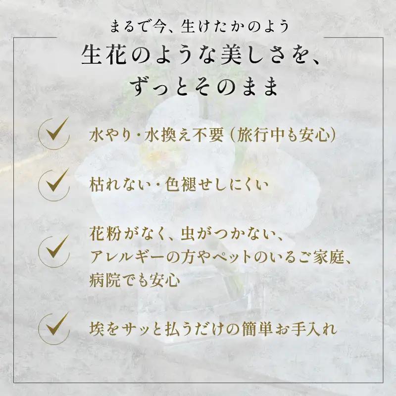 エミリオロバ　ユーチャリス2点セット　ユーチャリス3W24・S24  2点セット