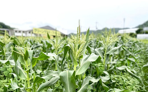 京丹波町の美しい自然、きれいな空気と水、豊かな土壌の恩恵を受けてとうもろこしは育っています。