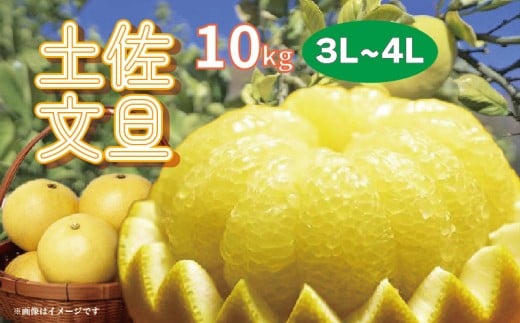 土佐文旦 10kg 3L?4L ご家庭用 文旦 ぶんたん 柑橘 フルーツ 果物 サイズ混合 大玉 文旦10kg 高知 黒潮町 産地直送 旬 期間限定 季節限定 文旦セット 柑橘類  人気 家庭用文旦 食べ応え 12?16個 楽木工房 文旦ギフト 高知 土佐 黒潮町［1406-2］