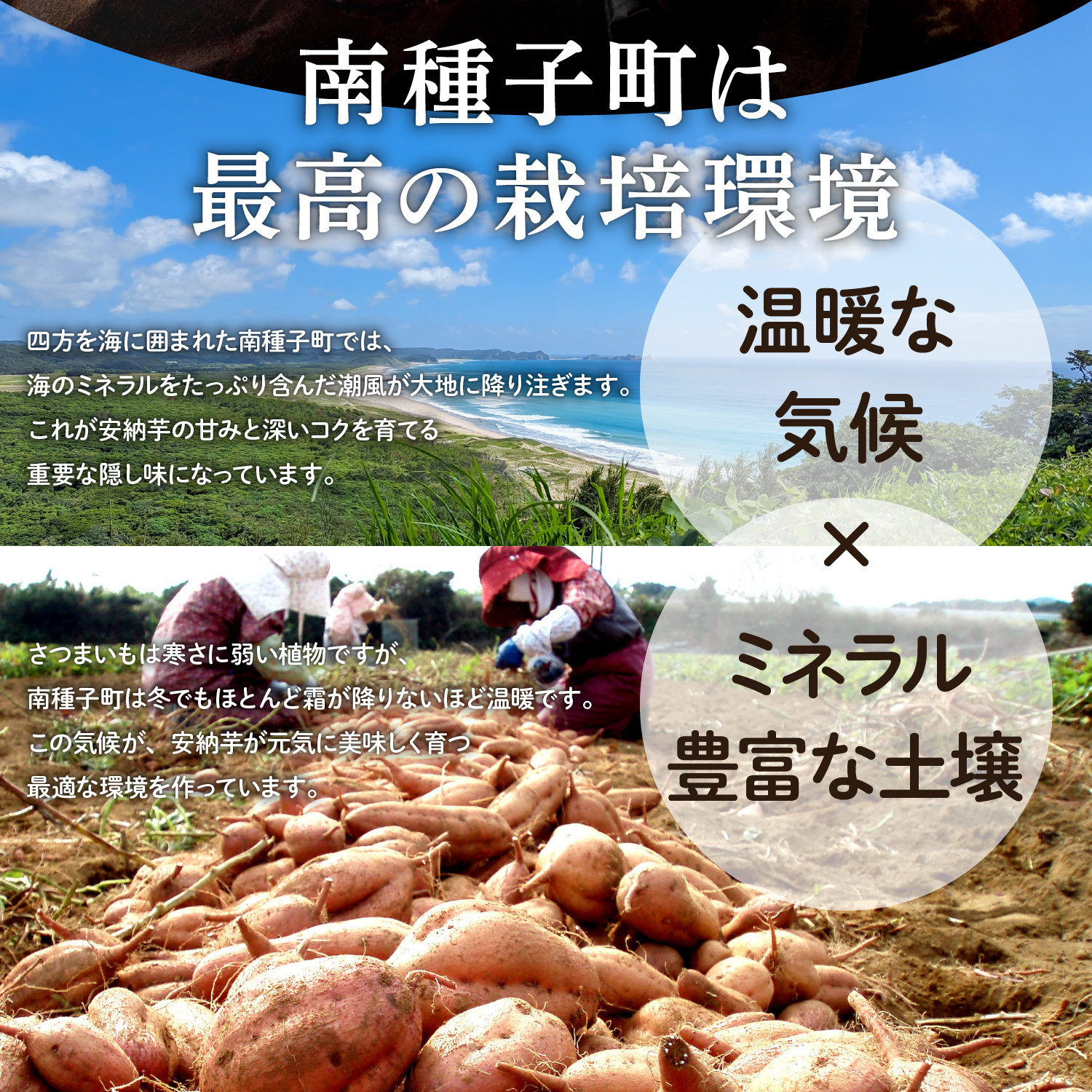 種子島 安納いも 3kg（S〜Lサイズ：100g〜400g）（秀さん農園）さつまいも 本場 安納芋 安納紅 安納こがね さつま芋 甘い ねっとり スイーツ おやつ グルメ お取り寄せ 人気 種子島産 