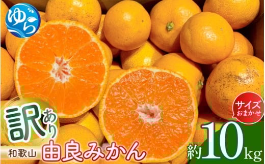 和歌山由良みかん　約１０kg　訳あり　キズ　御家庭用　サイズ混合 (２Ｌ～２Ｓ)  ※2025年11月下旬～2026年1月中旬頃発送予定【sml112A】