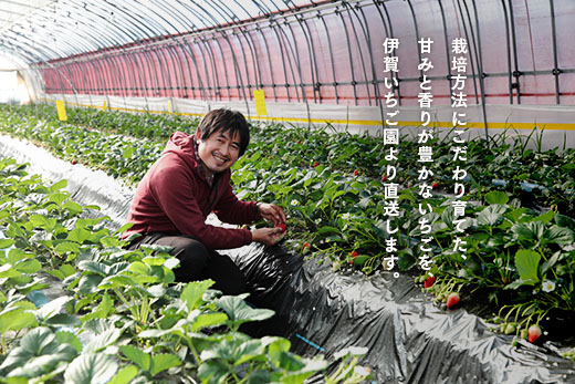 伊賀いちご園-プレミアムボックス-厳選15粒化粧箱入り | イチゴ ストロベリー strawberry 高級 贈答用 プレゼント ふくはる香 ゆうやけベリー ar001-aa
