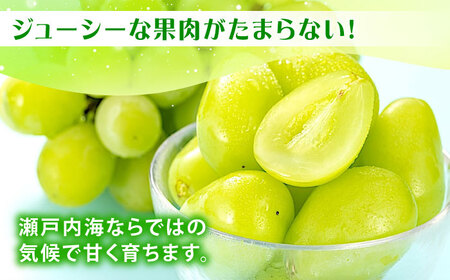 先行予約 【2026年9月中旬から10月上旬発送】シャインマスカット 2房入り 計1kg 広島県福山市/株式会社フジ・アグリフーズ ブドウ 葡萄 マスカット ギフト 種なし 大粒[BAGF005]