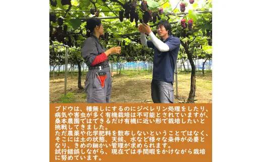 【定期便2回】「できるだけ有機に近い形で栽培したい」 桑本農園 定期便（シャインマスカット・BKシードレス）| シャインマスカット