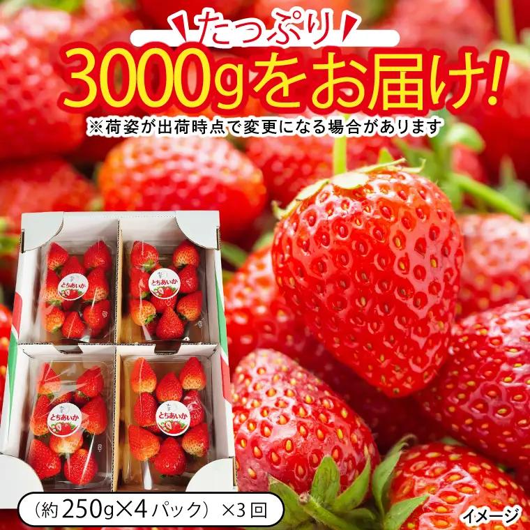【先行予約】【3回定期便】栃木県産 とちあいか 合計3,000g (250g以上×4パック×3回) 【栃木県共通返礼品/高根沢町産】(DW002)