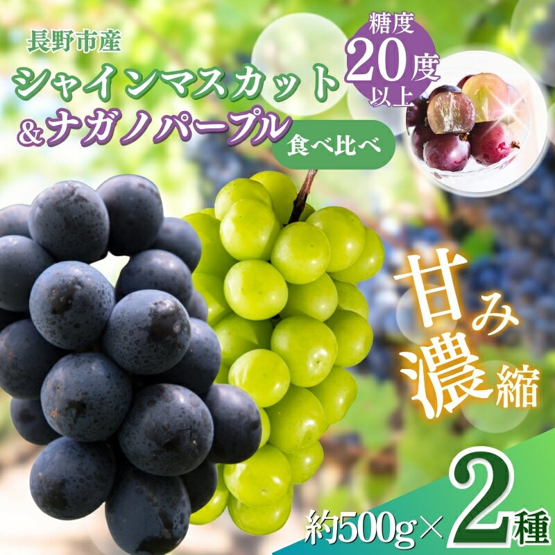 【ふるさと納税】ぶどう 先行予約 シャインマスカット ＆ ナガノパープル 2種類 詰め合わせ 葡萄 ブドウ 果物 フルーツ シャイン マスカット デザート おやつ 信州 セット お楽しみ 食べ比べ 2025年秋発送 　お届け：2026年9月中旬～11月上旬