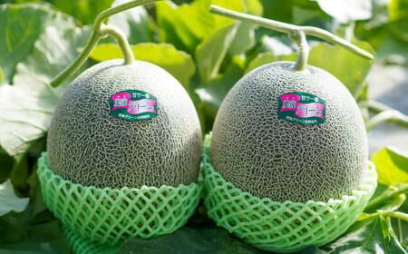 つるたファームの朝採り肥後グリーンメロン 2玉セット【2026年5月上旬～5月下旬発送予定】 フルーツ くだもの 果物 メロン グリーンメロン 肥後グリーンメロン 