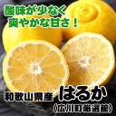 【ふるさと納税】【さわやか柑橘】和歌山県産はるかみかん （サイズ混合） ※2月下旬～3月下旬頃順次発送 / みかん くだもの 晩柑 果実 蜜柑 柑橘 果物 フルーツ 国産 和歌山県 有田 //dekopon