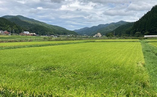 【令和7年度産】【定期便6ヵ月】衣川の男米コシヒカリ10kg（5kg×2袋）【京のプレミアム米】FCDB002-teiki6