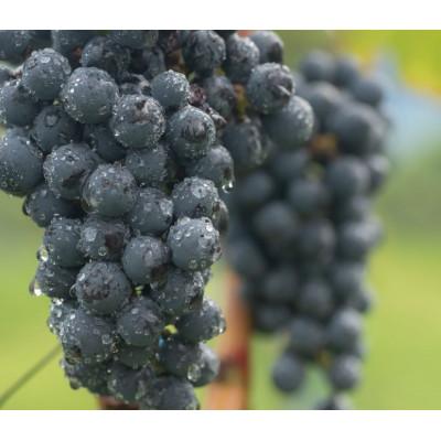 ふるさと納税 南砺市 ギフト向け【ワインコンクール受賞】富山県南砺市　ドメーヌボー　ルージュ　2022 |  | 03