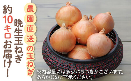晩生 玉ねぎ 約10kg【一ノ瀬農園】玉ねぎ たまねぎ 玉葱 タマネギ 玉ネギ たまねぎ 玉葱 タマネギ 玉ネギ 九州 佐賀県 白石町 [IBQ009]