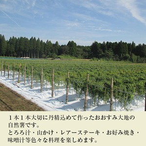 ＜先行予約受付中・2024年11月下旬以降順次発送予定＞≪期間限定≫鹿児島県産自然薯1.8kg以上(１本掘り2本入り) 自然薯 山芋 贈り物【曽於市観光協会】A133-v01