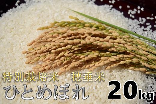 (1402)米　精米　白米　特別栽培米　穂垂米　「ひとめぼれ」　20kg　【令和7年産】