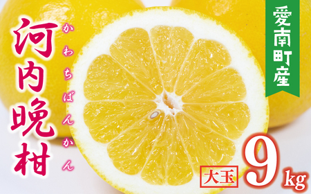【数量限定】 河内晩柑 大玉 9kg みかんの山祥 河内晩柑