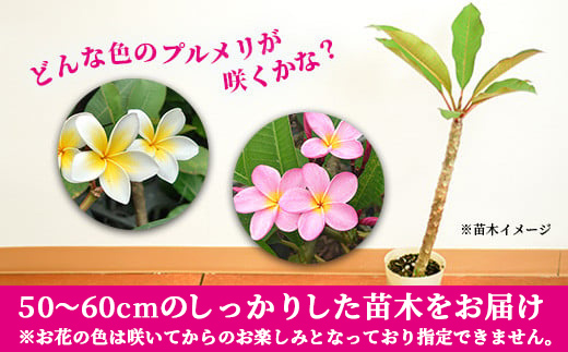 石垣島産 プルメリア苗木1本(50〜60cm) NE-5