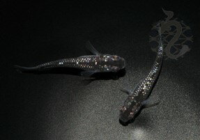 【ふるさと納税】0010-093～0050-009　メダカ「クラウドグレーダイヤ」（1～3ペア）