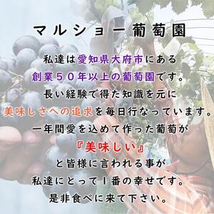 【2026年先行予約・数量限定】朝採り 巨峰「種なし」 訳あり品 約２kg＜2026年8月中旬～発送＞