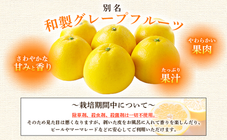 ＜愛媛県産 河内晩柑 約2.5kg（M～2L）＞ 柑橘 みかん フルーツ 和製グレープフルーツ ジューシー 初夏 旬 サイズ混合 西宇和 国産 さっぱり 甘い 農園オレンジとムラサキ 西予市【常温】『