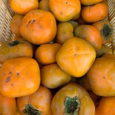 ふるさと納税 有田川町 たねなし柿　ご家庭用　約7kg サイズ混合【マルシ農園】 |  | 02