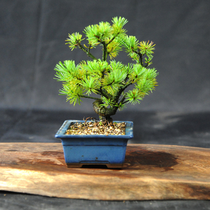 赤石の泉 赤石五葉松（鉢植え） I-30