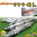 【ふるさと納税】 《三枚おろし》 サワラ ・ 鰆 (1尾 約3kg) 【 魚 新鮮 ツマミ 刺身 塩焼き 市場直送 山口県 宇部市 】