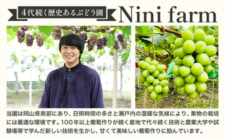 シャインマスカット 贈答用 農家こだわりの シャインマスカット 2～3房  約1.2kg 先行予約《2025年9月中旬-10月末頃出荷(土日祝除く)》 Nini farm マスカット 送料無料 岡山県