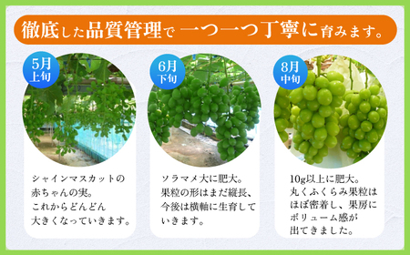 【2024年8〜10月発送】【ご家庭用】シャインマスカット 1.2kg前後（2房） 長与町/果豊園[ECL005] / シャインマスカット マスカット フルーツ 果物 シャインマスカット マスカット 