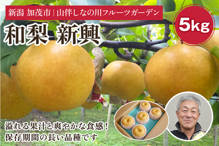 【2025年】和梨 新興 約5kg（約7～10個）《11月上旬～お届け》 山伴しなの川フルーツガーデン