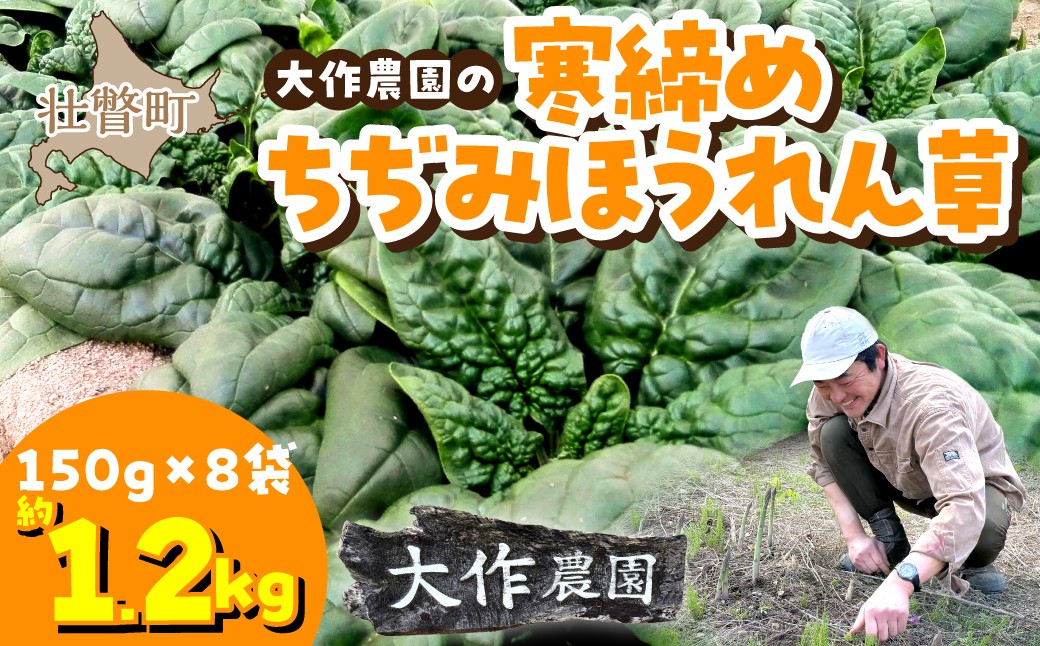 
                  ＜2026年12月上旬よりお届け＞大作農園の寒締めちぢみほうれん草　約1.2kg 【 ふるさと納税 人気 おすすめ ランキング ちぢみほうれん草 寒締めほうれん草 ほうれん草 ホウレンソウ 野菜 冬野菜 北海道産 甘い 新鮮野菜 産地直送 旬野菜 おひたし バター炒め 先行予約 北海道 壮瞥町 送料無料 】SBTR001
                