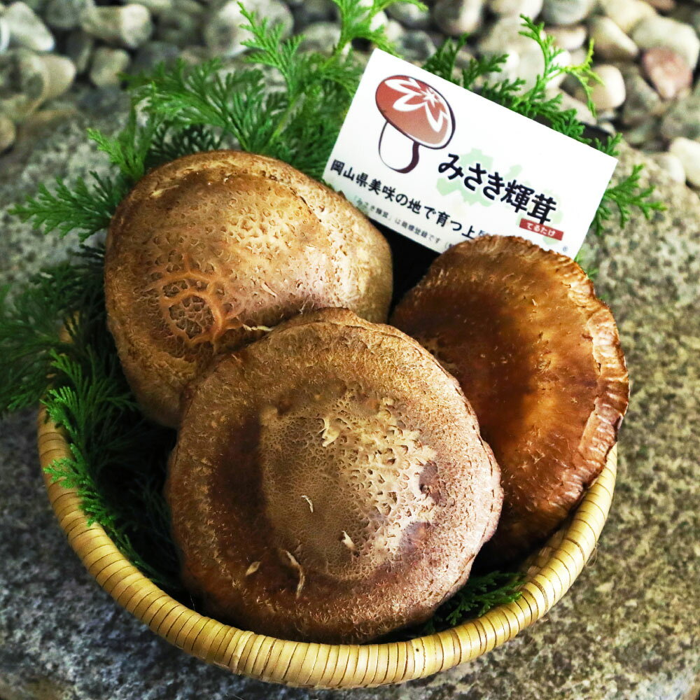 【ふるさと納税】【選べる容量】 カッシーファームの みさき輝茸 3～5個 合計約500g または 6～10個 合計約1kg みさきてるたけ しいたけ きのこ キノコ 椎茸 シイタケ 野菜 国産 岡山県 美咲町 送料無料 【2027年2月下旬～3月下旬発送予定】