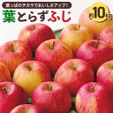 【ふるさと納税】＜先行受付 12月中旬以降順次発送＞横手産 葉とらずふじ 約10kg