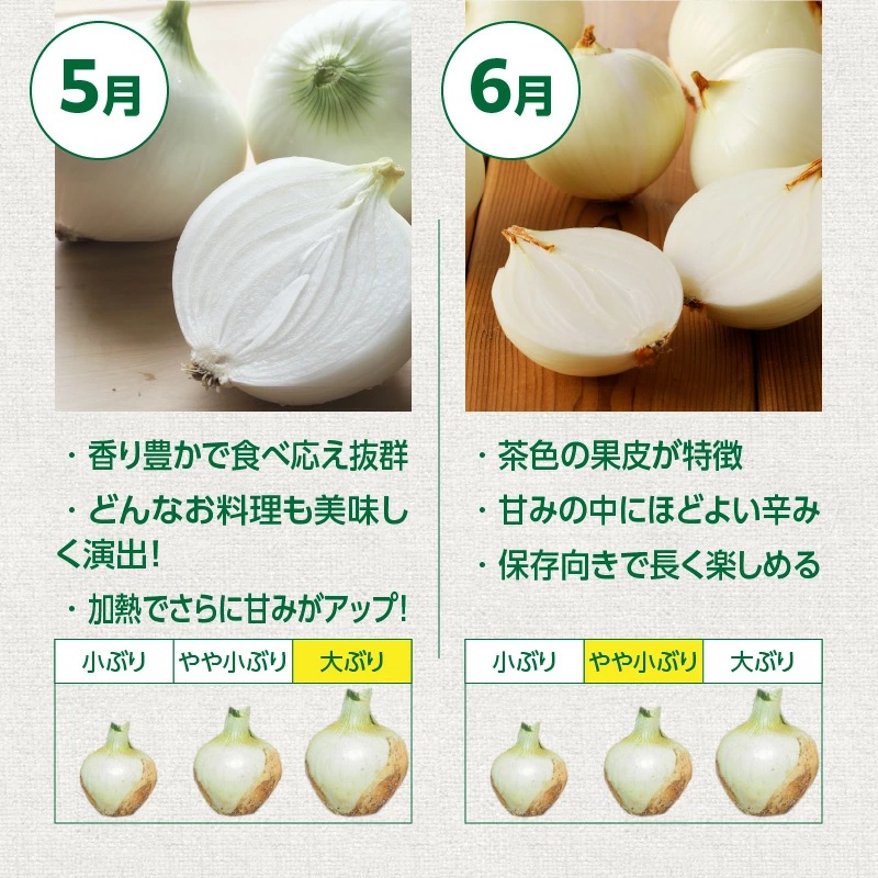 【5/31まで受付】(2027年発送) ≪『満天☆青空レストラン』で紹介されました！≫ 訳あり 新玉ねぎ 生がおいしい 神重農産のブランド玉ねぎ「旬玉」7kg ブランド玉ねぎ 玉ねぎ 国産 愛知県産 