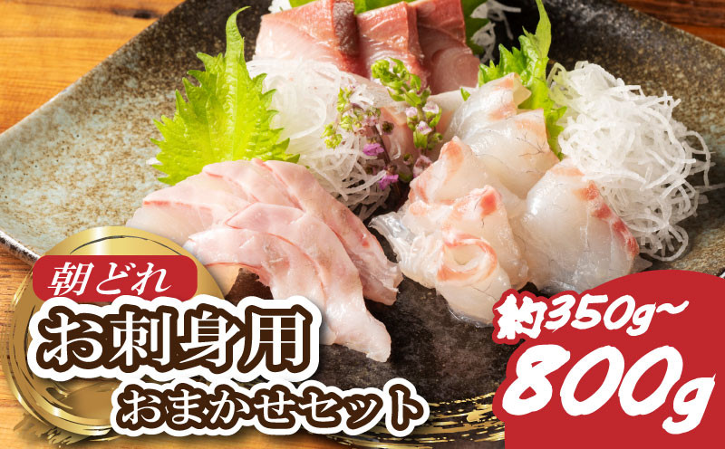 
            お刺身 おまかせ セット 2～3種 約350g～800g 盛り合わせ 冷蔵 朝どれ 刺身 刺し身 タイ 鯛 鰤 ブリ 鮪 マグロ 平昌 ヒラマサ 勘八 カンパチ シマアジ ヒラメ 新鮮 魚 魚介 海鮮 海産物 国産 三重県 南伊勢 伊勢 志摩 城水産
          