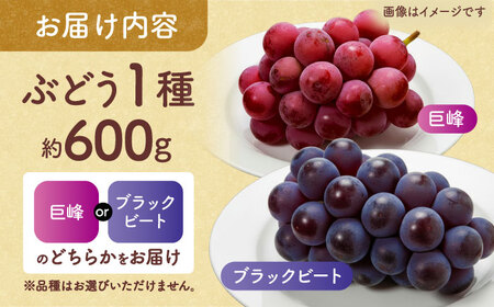 先行予約 訳あり人気の黒ぶどう(巨峰orブラックビート)約600g葡萄ぶどうブドウZFO007