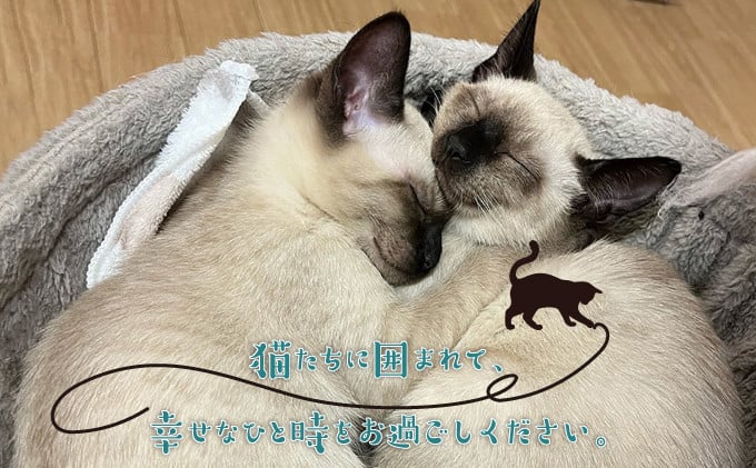 沖縄 宜野湾市 保護猫カフェふれあい体験120分ペアチケット | 保護猫とつながるカフェ＆ショップ Nouvelle Vague