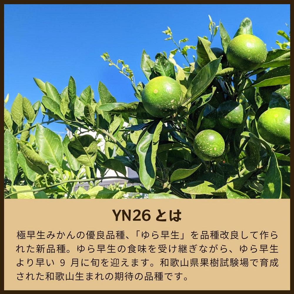 YN26　5kg家庭用｜和歌山で生まれた極早生みかんの新品種【2025年9月発送開始】